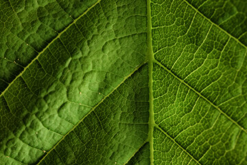Naklejka na ściany i meble texture green leaf macro abstract background nature