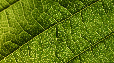 texture green leaf macro abstract background nature