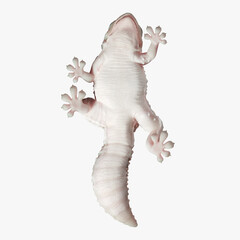Gecko Reptile 3D CGI Render