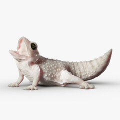 Gecko Reptile 3D CGI Render