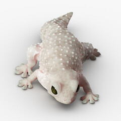 Gecko Reptile 3D CGI Render