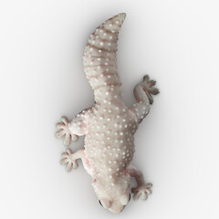 Gecko Reptile 3D CGI Render