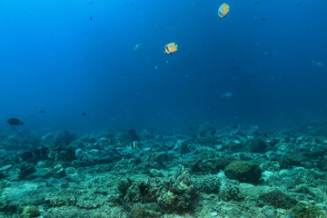 texture ocean floor background underwater surface