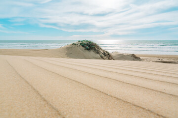 Sand dunes on the shore of the Pacific ocean, and beach grass (Marram grass) growing in the sand. California beach landscape with smooth cloudy sky © Hanna Tor