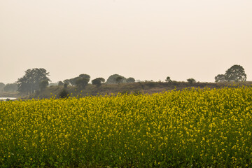Large mustard farm with yellow flowers on the plants