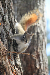 squirrel
