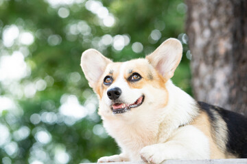 Corgi dog sitting on the table in summer sunny day