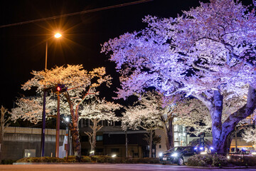Naklejka premium 夜桜通り