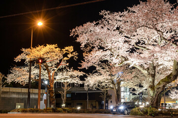 Naklejka premium 夜桜通り