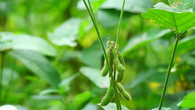 Soybean (Also called soya bean, soy bean) on the tree. Soybeans is one of the ingredient to make tempe or tofu