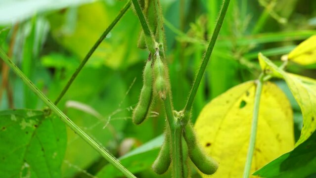 Soybean (Also called soya bean, soy bean) on the tree. Soybeans is one of the ingredient to make tempe or tofu
