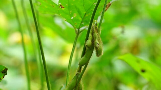 Soybean (Also called soya bean, soy bean) on the tree. Soybeans is one of the ingredient to make tempe or tofu