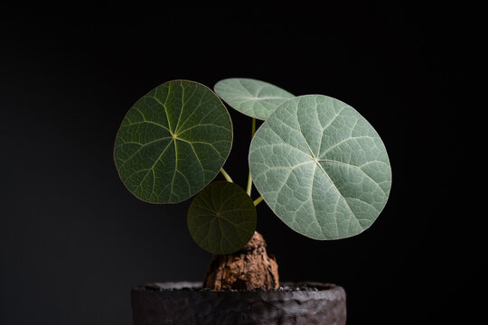 Stephania Nova (Kaweesakii) matured leaf close up with isolated black background.