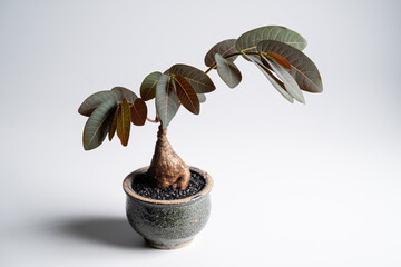 Phyllanthus Mirabilis plant with isolated white background. Phyllanthus mirabilis is a plant species of family Phyllanthaceae from Thailand.