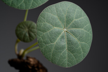 Stephania Nova (Kaweesakii) leaf close up with isolated grey  background.