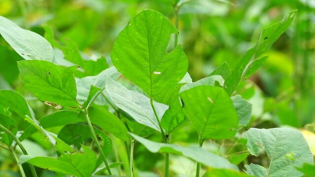 Soybean (Also called soya bean, soy bean) leaves on the tree. Soybeans is one of the ingredient to make tempe or tofu