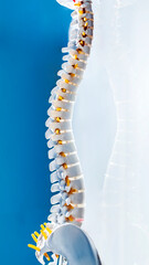 Complete human spine skeleton model with beautiful reflection on glass table.Cervical, thoracic and lumbar spine to sacrum.Doctor in the orthopedic unit uses it for patient education before surgery.