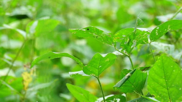 Soybean (Also called soya bean, soy bean) leaves on the tree. Soybeans is one of the ingredient to make tempe or tofu