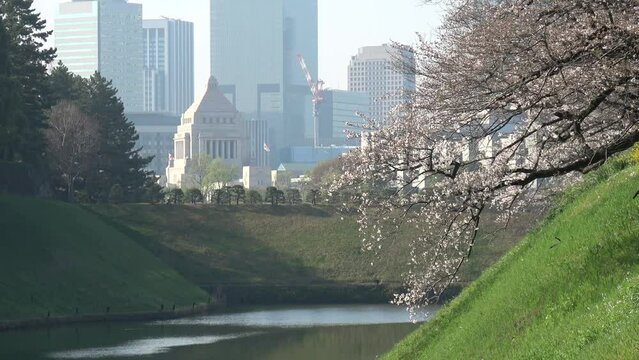 桜が咲く皇居