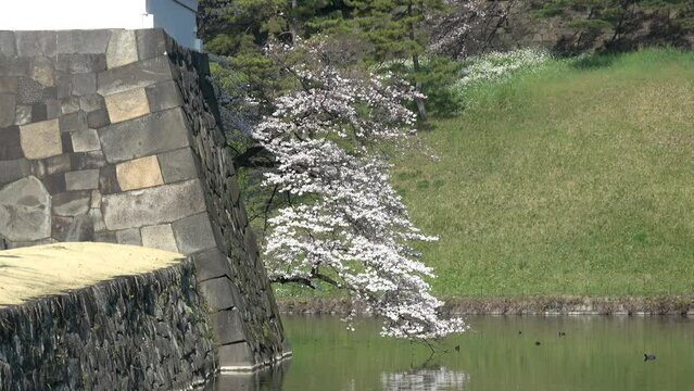 皇居　石垣　桜