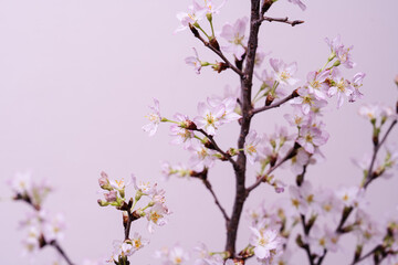 美しい花姿・日本の桜