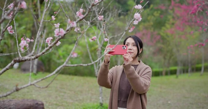 Woman take photo on sakura tree at park