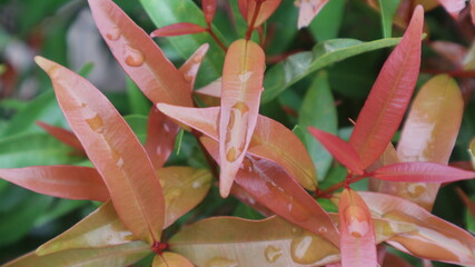 Ornamental plants in front of the house are so fresh after being exposed to rain water. Photo image for presentation, Relaxing music background, Relaxing image, Mobile wallpaper V2