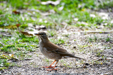 地面に降りたシロハラ