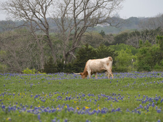 Texas Longhorn Grazing in a Bluebonnet Field