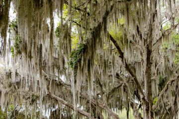 Branches of a tree dripping with Spanish moss.