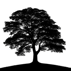 The silhouette of a tree, isolated on a white background.
