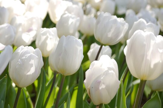 White tulip flower field under sunshine in the garden.  Beautiful white tulip garden. Spring time.