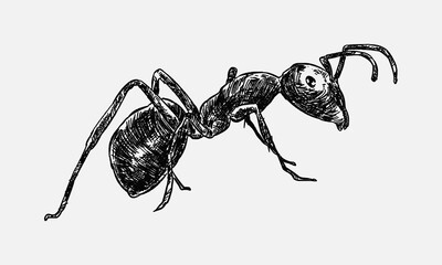hand drawn illustration of an ant.  sketch, realistic drawing, black and white. Side view vector illustration.