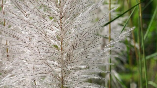 The flower of Sugarcane with a natural background