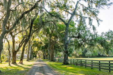 A gravel lane in Florida lined by large trees with Spanish moss along a pasture with a fence.