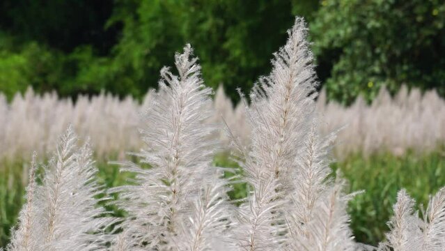 The flower of Sugarcane with a natural background
