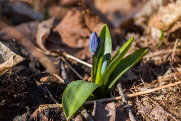 Blue flower of Scilla  in early spring on the ground. First spring flowers. Nature after winter. Black and white background. Macro flowers