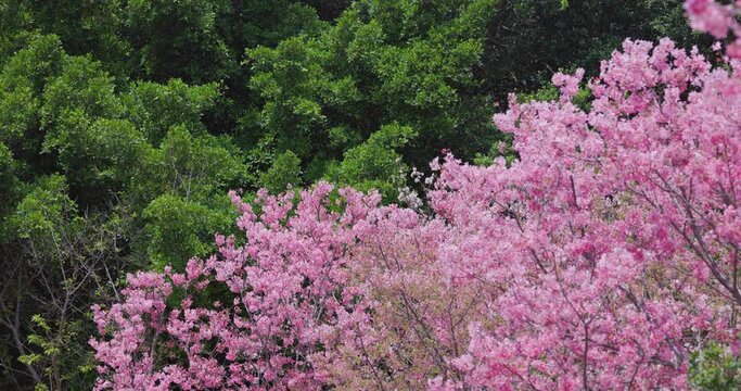 Cherry blossom tree in full bloom