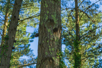 Fototapeta na wymiar Coniferous tree with pine cones growing on the trunk