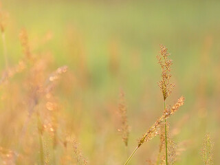 grass flowers glow in the sunlight