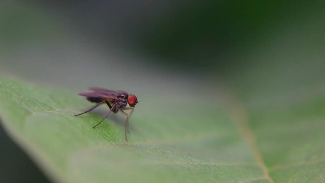 Fruit fly (Drosophila obscura) on organic surface, showing tiny body and natural behavior in humid habitat, commonly associated with decaying plant material.