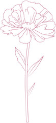 Carnation Flower Line lcon