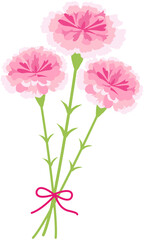 Pink Carnation Flower 