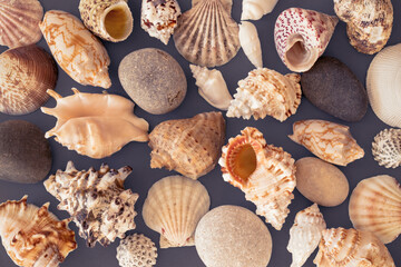 Set of various sea shells and sea pebbles on gray background, flatlay, close up.