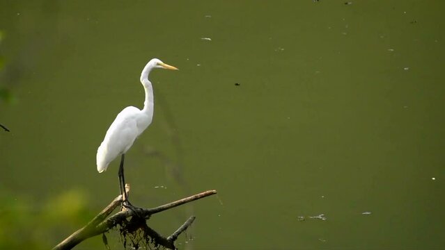 Egret perched on tree branch at water edge.