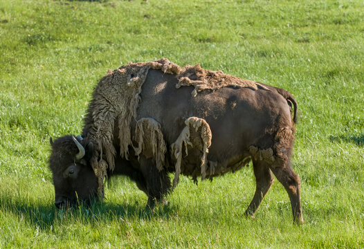 Bison molting