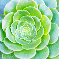 aeonium plant nature background. aeonium nature plant. aeonium plant nature bright green color.