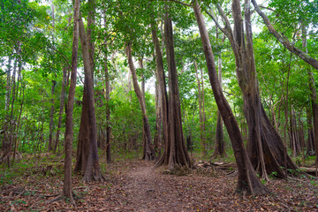 jungle forest nature beauty landscape. jungle forest nature with trees. jungle forest nature