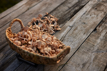 the first collection of spring mushrooms collected in a basket