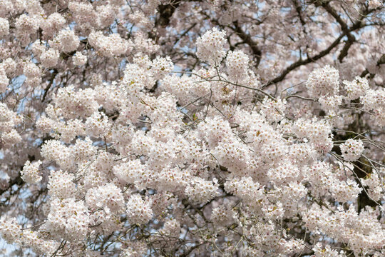 sakura blossom in springtime. photo of sakura blossom tree. sakura blossom in spring.